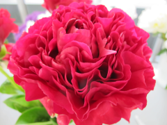 Highlighted image: Peony